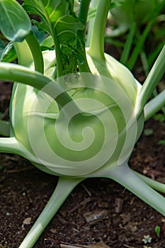 Organic green kohlrabi cabbage growing in farm garden, new harvest, healthy food concept