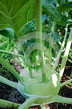 Organic green kohlrabi cabbage growing in farm garden, new harvest, healthy food concept