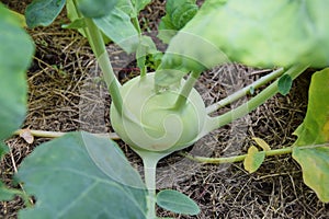 Organic Green Kohlrabi Cultivated on Garden Portrait