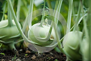 Organic green kohlrabi in vegetable garden