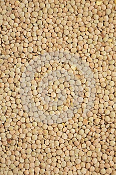 Organic green lentils background, top view. Close-up