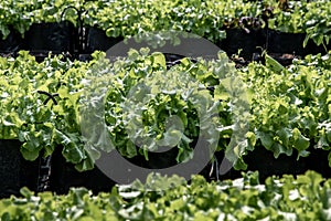 Organic green Lettuce growing in farm for agriculture concept, Cultivation hydroponic vegetable in farm plant market. Vegetable