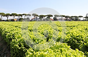 Organic green lettuce with large leaves