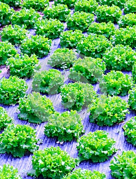 Organic green lettuce plants or salad vegetable cultivation in r