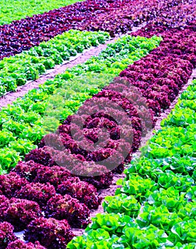 Organic green lettuce plants or salad vegetable cultivation in r