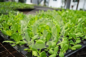 Organic green lettuce vegetable seedling in planting tray under greenhouse