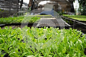 Organic green lettuce vegetable seedling in planting tray under greenhouse