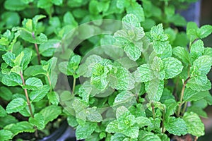 Organic green mints or fresh melissa officinalis texture plants in garden top view background