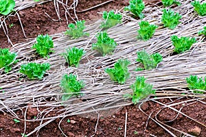 Organic green oak salad vegetable in plantation