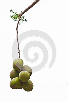Organic green Olives on tree.