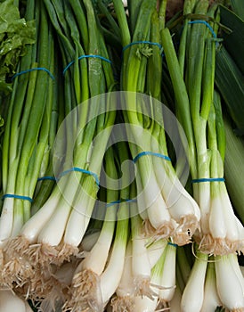 Organic Green Onions