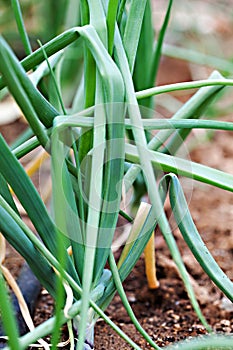 Organic Green Onions