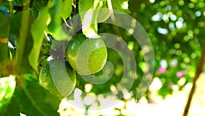 Organic green passion fruits on the vine