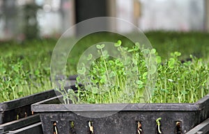 Organic green pea sprout