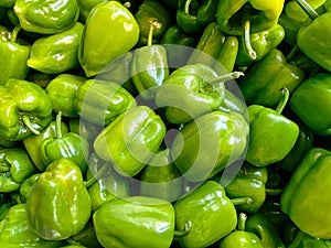 organic green pepper crop background. texture is fresh large green pepper color. natural background