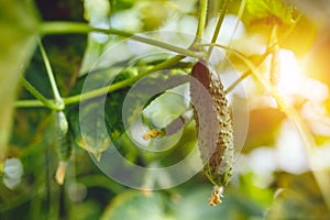 Organic green ripe cucumbers grown in a greenhouse