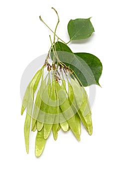 Organic green sheesham ki fali or Indian Rosewood (Dalbergia sissoo) seed pods bunch with few leaves