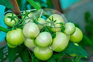 Organic green tomatoes on the branches. Growth of ripe tomatoes in the greenhouse. Natural products