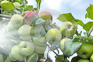 Organic green unripe and red ripe apples hanging from tree branch in apple orchard on sunny summer day. Homegrown, gardening and