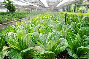 Organic green vegetable planting farm