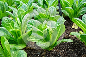 Organic green vegetable planting farm in greenhouse, kale lettuce, iceberg