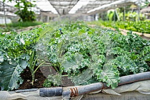 Organic green vegetable planting farm in greenhouse, kale lettuce, iceberg