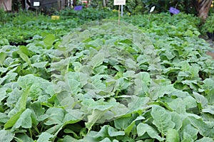 Organic green vegetable plot has many benefits for eggplant plantings.