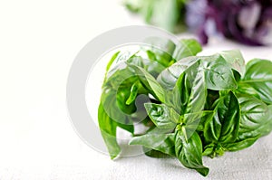 Organic green and violet basil leaves