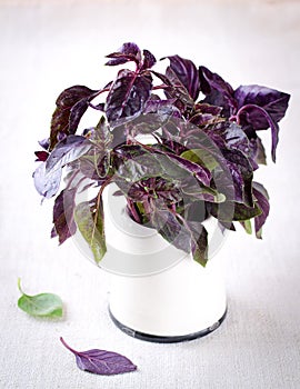 Organic green and violet basil leaves