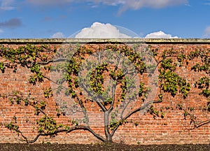 Organic Greengage Tree