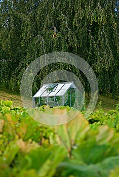 Organic greenhouse in the back garden with open windows for ventilation. A conservatory surrounded by green lush and
