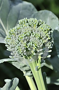 Organic Greenhouse Broccoli