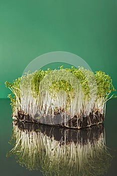 Organic growing micro greens