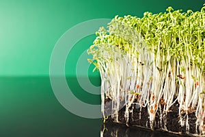 Organic growing micro greens closeup