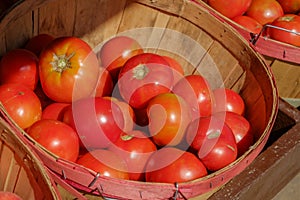 Organic grown cherry tomatoes in a large peach basket at a local