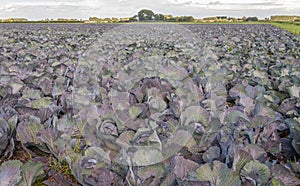 Organic-grown red cabbages in a large field