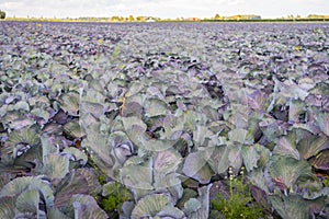 Organic-grown red cabbages in a large field