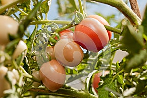 Organic grown tomato on a vine