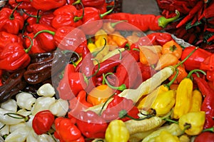 Organic habanero peppers