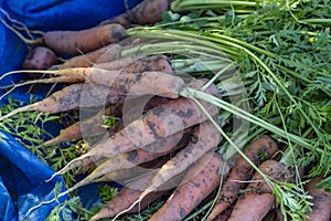 Organic healthy carrots