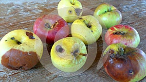 Organic, healthy, chemically-free, rotten apples