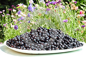 Organic healthy food bilberry, blueberry, huckleberry, whortleberry for vegans