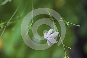 Organic Healthy Hybrid Thai Variety single white jasmine flower blooming on the jasmine vine plant during summer days