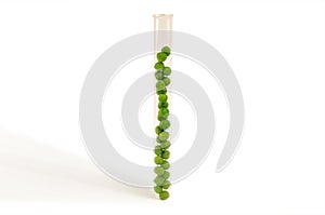 Organic, healthy peas in a test tube