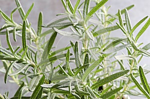 Organic Healthy Rosemary Plant with Overhead View