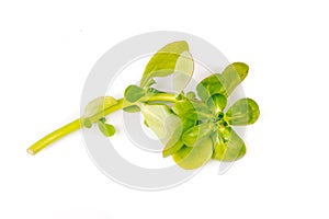 Organic healthy vibrant Green Purslane on white