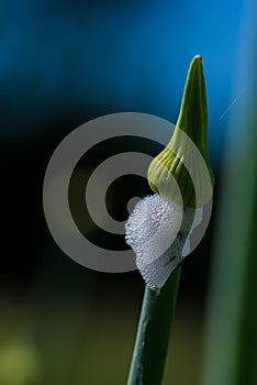 Organic herb onion bud isolated on blue sky