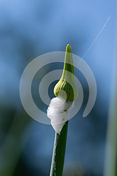 Organic herb onion bud isolated on blue sky