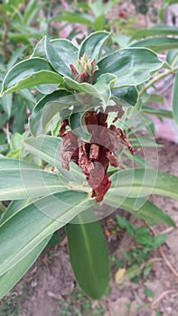 Organic Herb THEBU in Sri Lanka