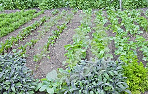 Organic herb and vegetable garden allotment with leafy veggie
